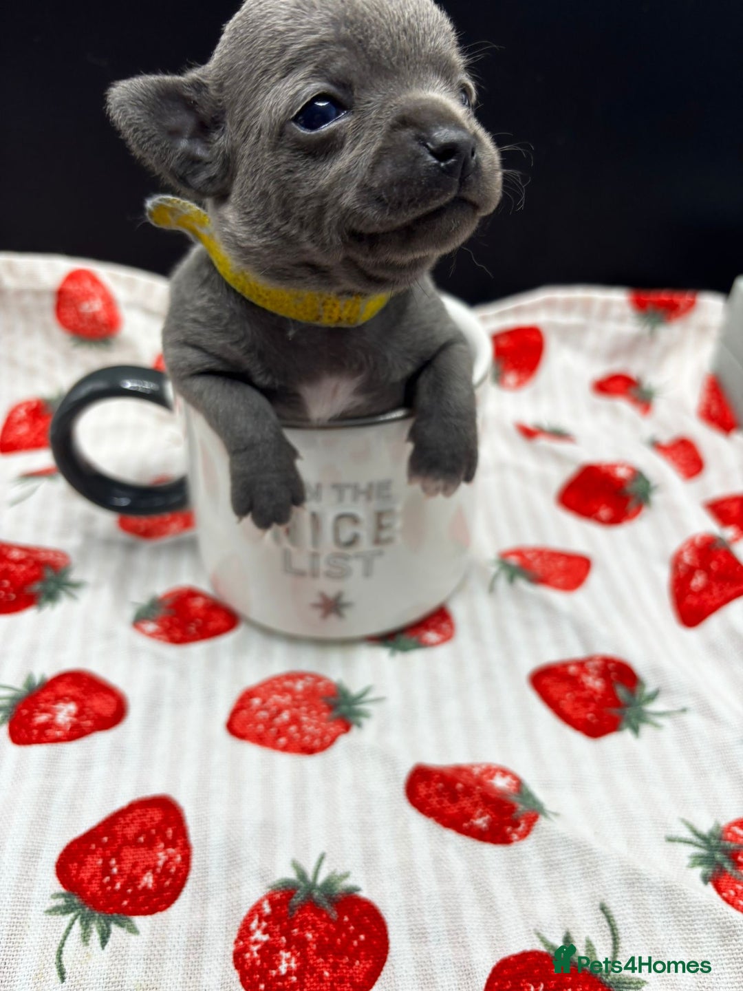 Chihuahua dogs for sale: Three Boy Chihuahuas | Lilac & Blue | Ready - Advert 23