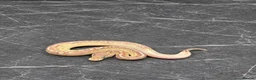 Python Snake reptiles for sale: Baby / Juvenile Ball Pythons  - Advert 1