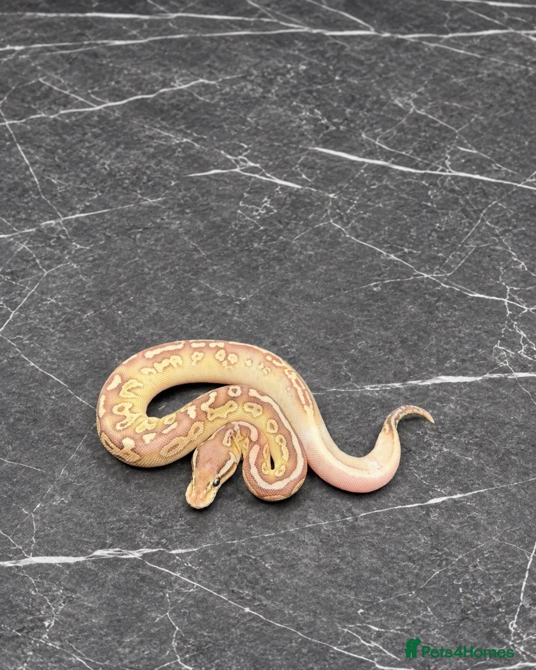 Python Snake reptiles for sale: Baby / Juvenile Ball Pythons  - Advert 1