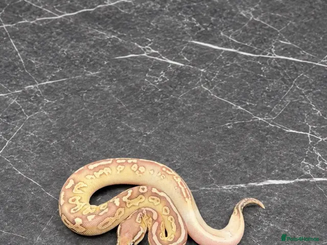 Python Snake reptiles for sale: Baby / Juvenile Ball Pythons - Advert 1