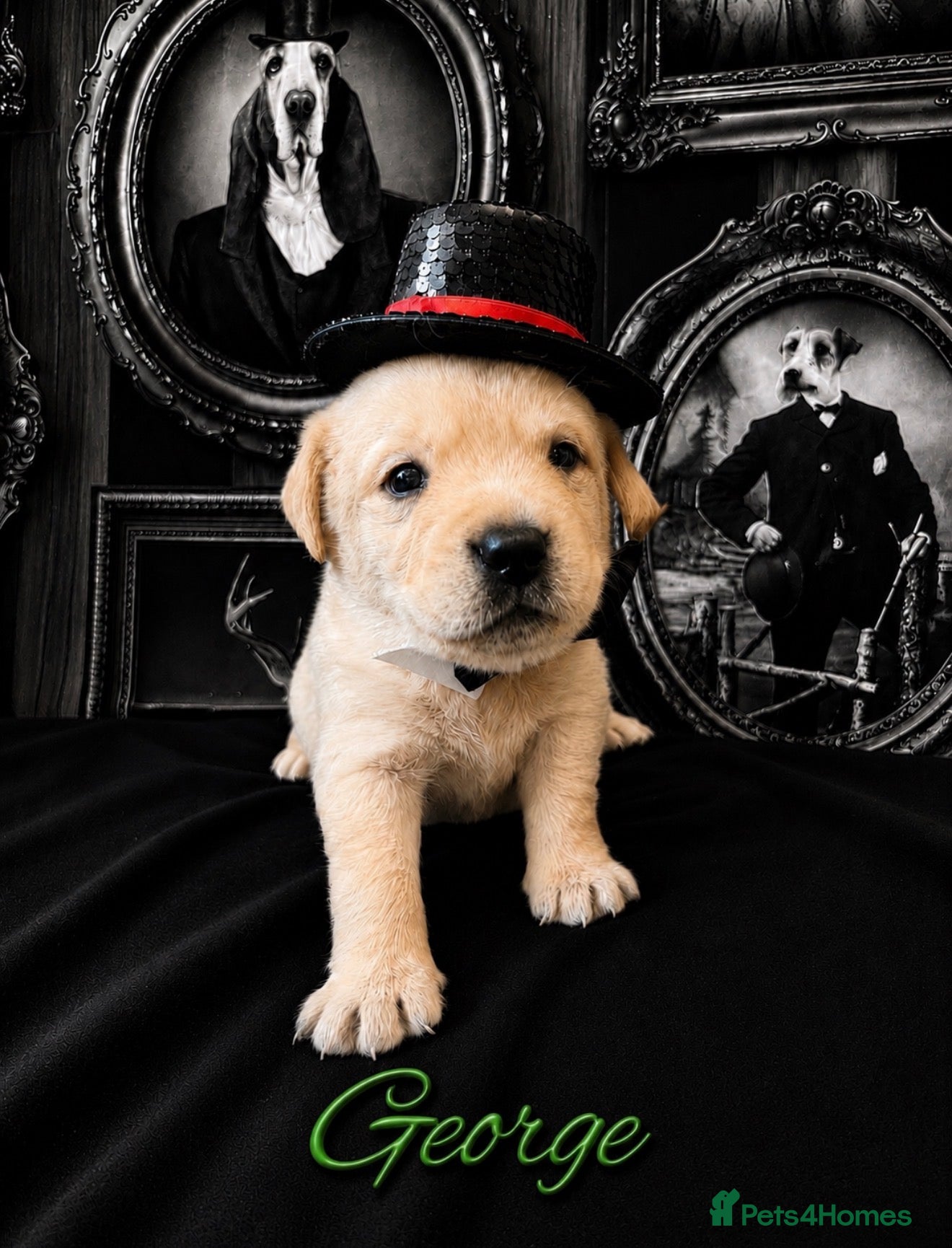 Labrador Retriever dogs Only Three Beautiful KC Boys left  - Advert 1
