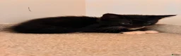 Mixed Breed cats for sale: Lovely playful kittens  - Advert 22