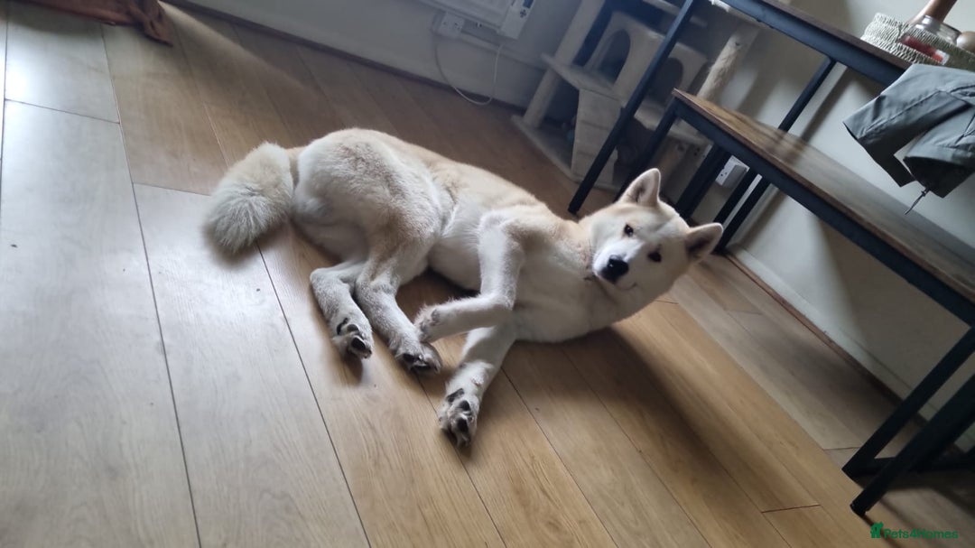 Siberian Husky dogs for sale: White male husky- 3 years old - Image 1