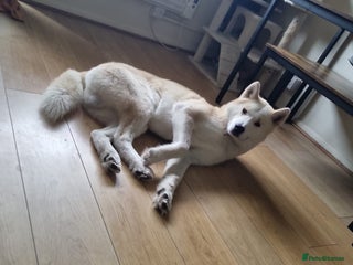 Siberian Husky dogs - Advert 6