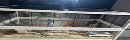 Hamster rodents for sale: Hamster male 9 weeks old  - Advert 3