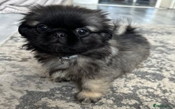 Mixed Breed dogs for sale: 4 fully vaccinated Tiny Pugingeses left  - Image 24