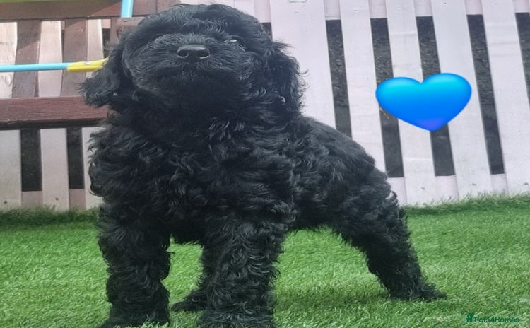 Miniature Poodle dogs - Advert 2
