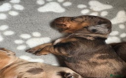 Miniature Dachshund dogs for sale: Miniature dachshunds smooth hair puppy’s  - Image 6