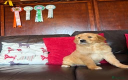 Golden Retriever dogs for sale: Chunky red golden retriever puppies  - Image 9