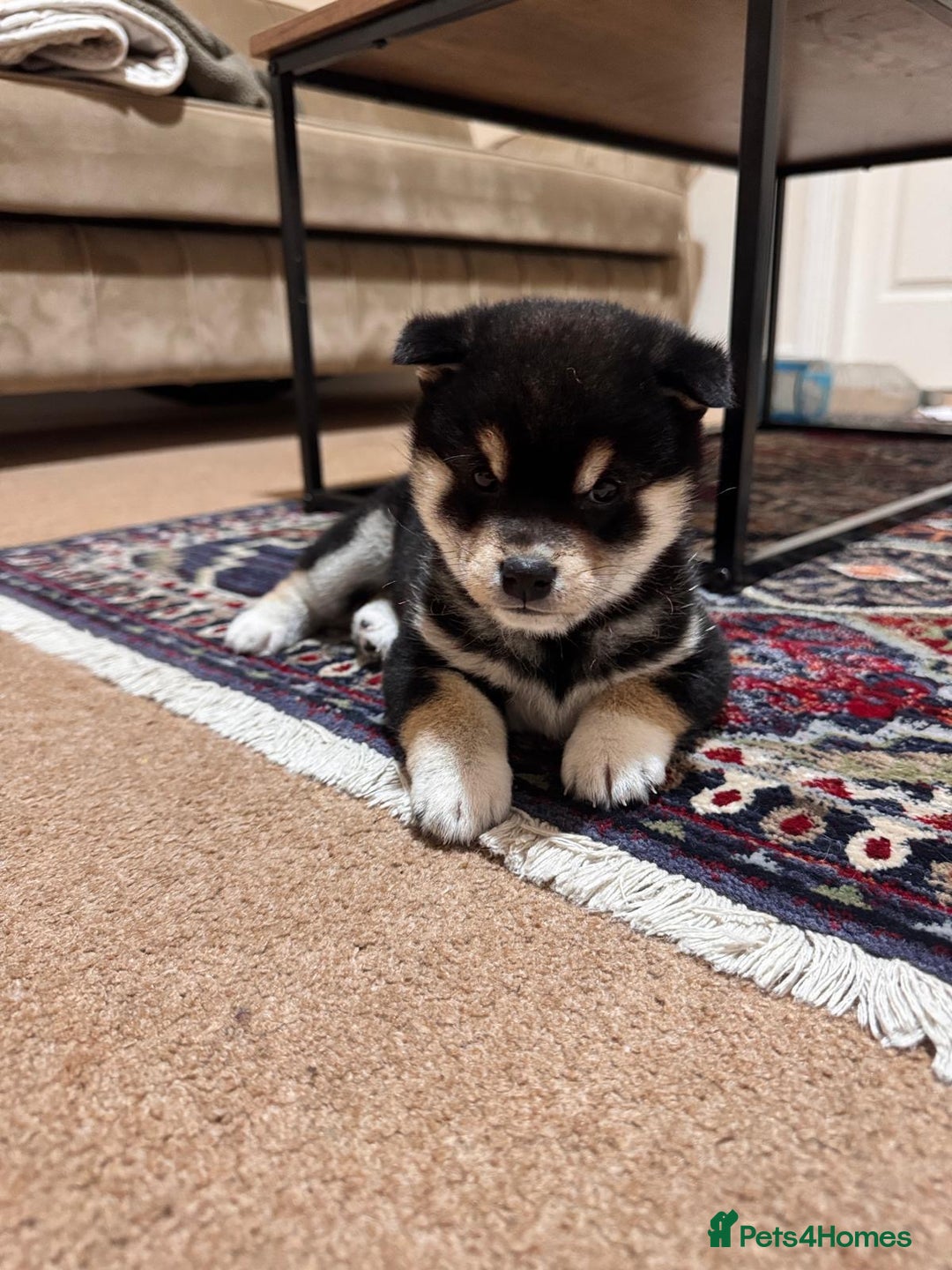 Japanese Shiba Inu dogs for sale: Health tested Japanese Shiba Inu  - Advert 2