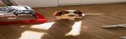 Cocker Spaniel dogs for sale: Henry - Loving family dog - Advert 12