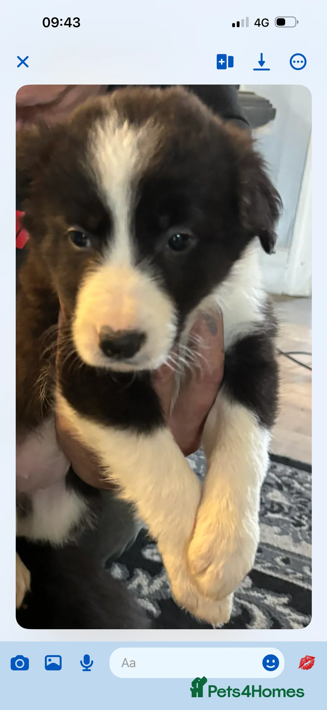 Border Collie dogs for sale: Beautiful Border Collie puppies  in Barnsley - Advert 2