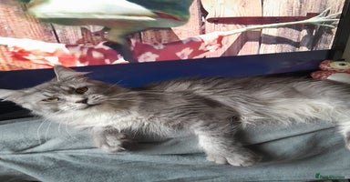 Maine Coon cats black silver ticked polydactyl girl TICA mainecoon - Advert 10