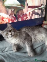 Maine Coon cats black silver ticked polydactyl girl TICA mainecoon - Advert 9