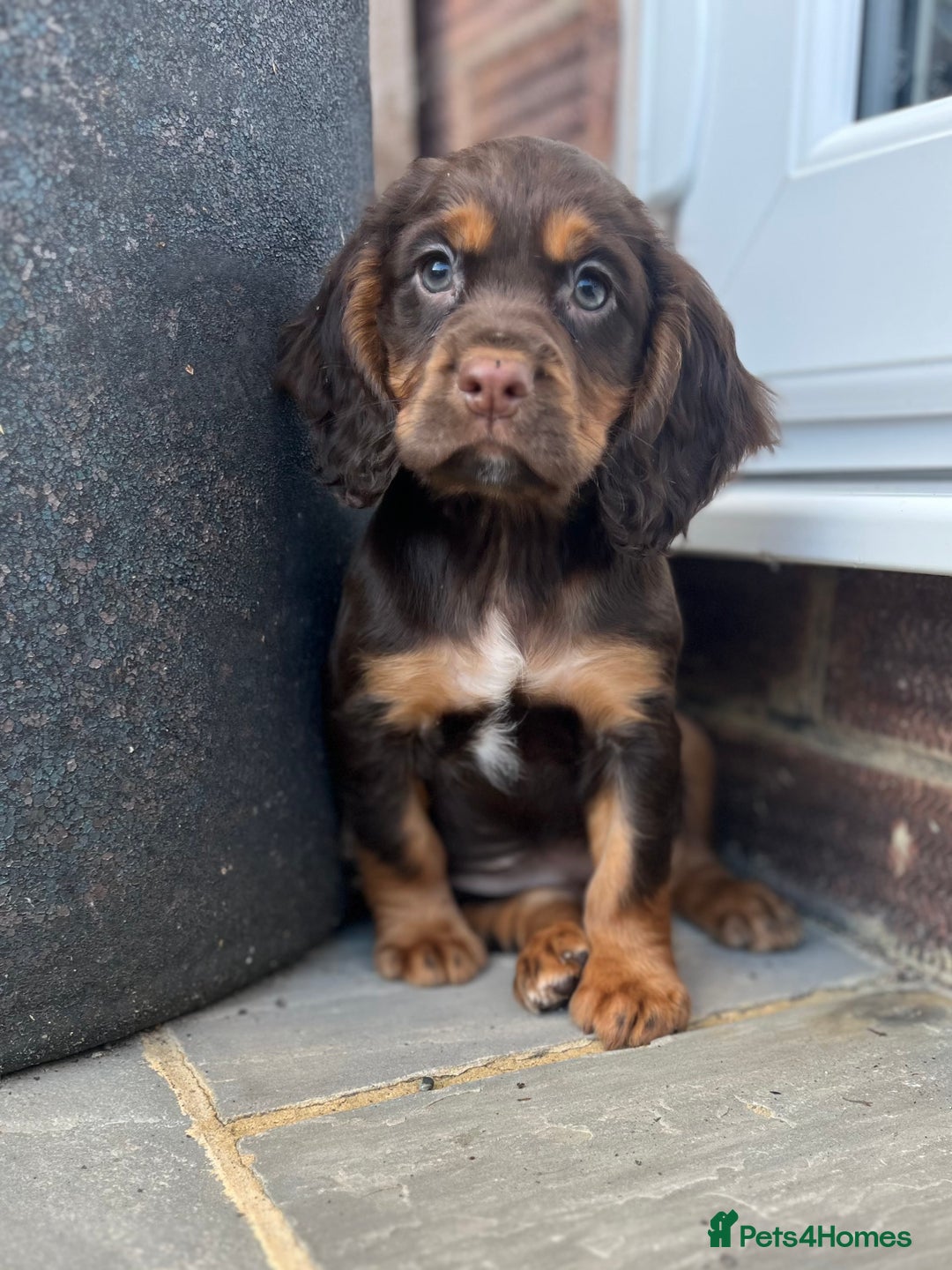 Cocker Spaniel dogs for sale: KC HEALTH TESTED CHOCOLATE AND TAN COCKER SPANIELS - Image 7