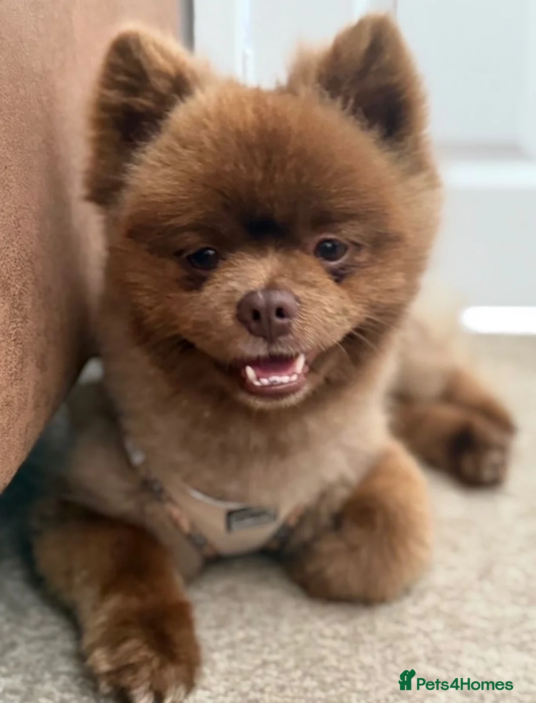 Pomeranian dogs for stud: Barney Pom 3 years old in Sunderland - Advert 1
