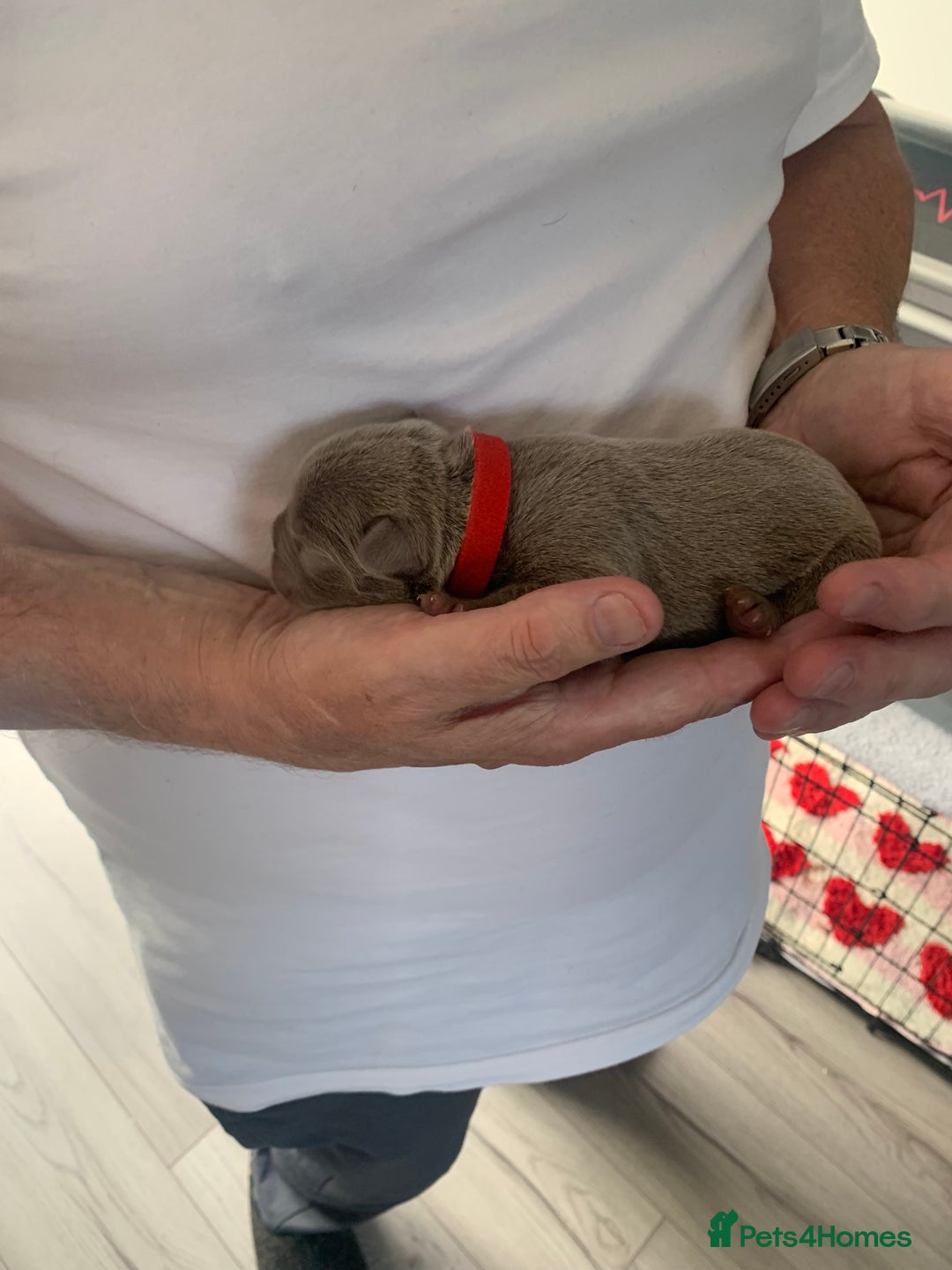 French Bulldog dogs for sale: 5 French bull dogs puppies  - Image 9