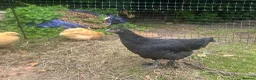 Chickens poultry for sale: Buff Orpington’s and Black copper maran in Loughborough - Advert 4