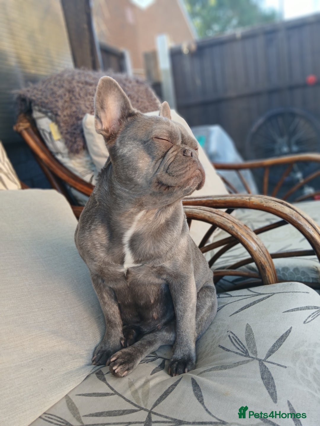 Mixed Breed dogs for sale: French bulldog and labouski pup for sale  - Image 2