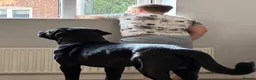 Mixed Breed dogs for sale: Looking for a new home in Ipswich - Advert 4