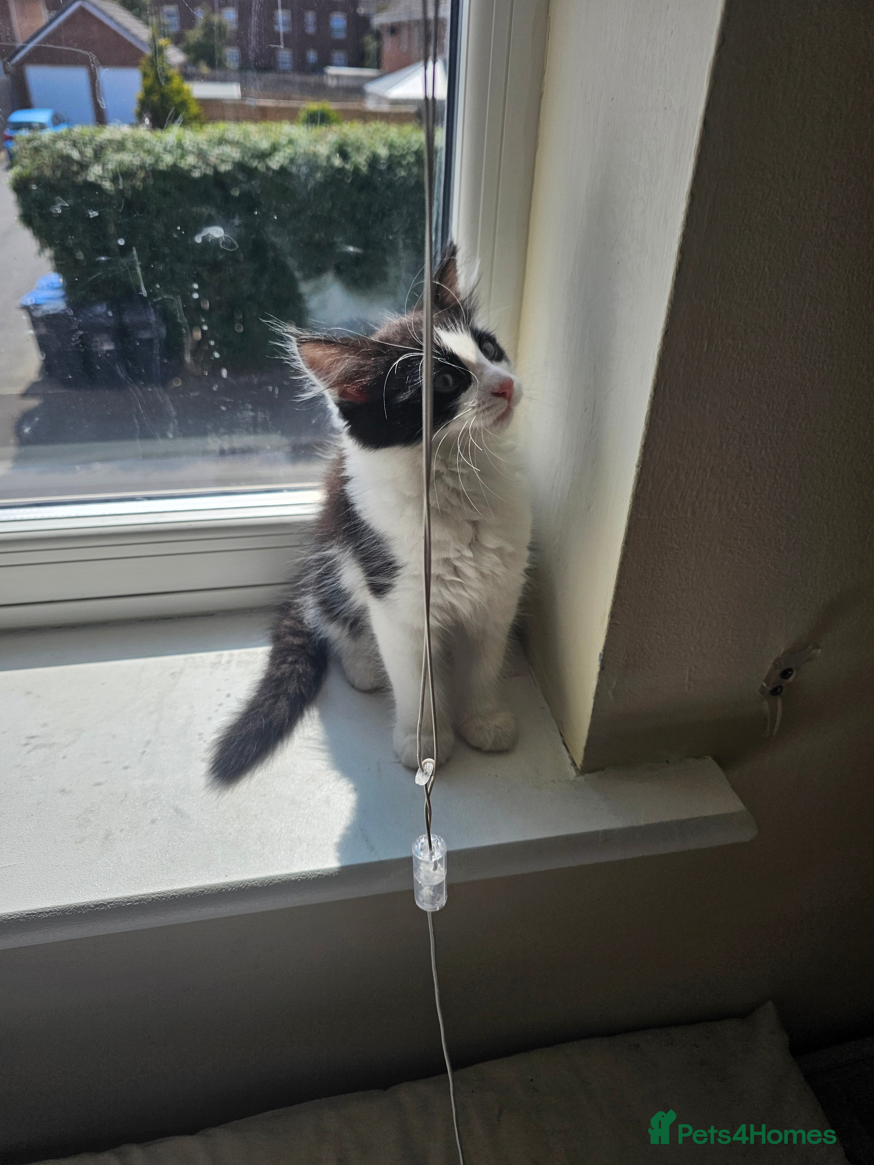 British Longhair cats 1 Male Longhaired Mixed Black and White Kitten - Advert 3