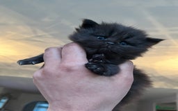 Persian cats for sale: Persian x british short hair  - Image 28