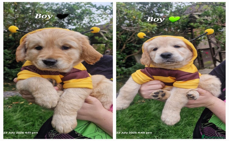 Golden Retriever dogs in Saint Helens - Advert 7