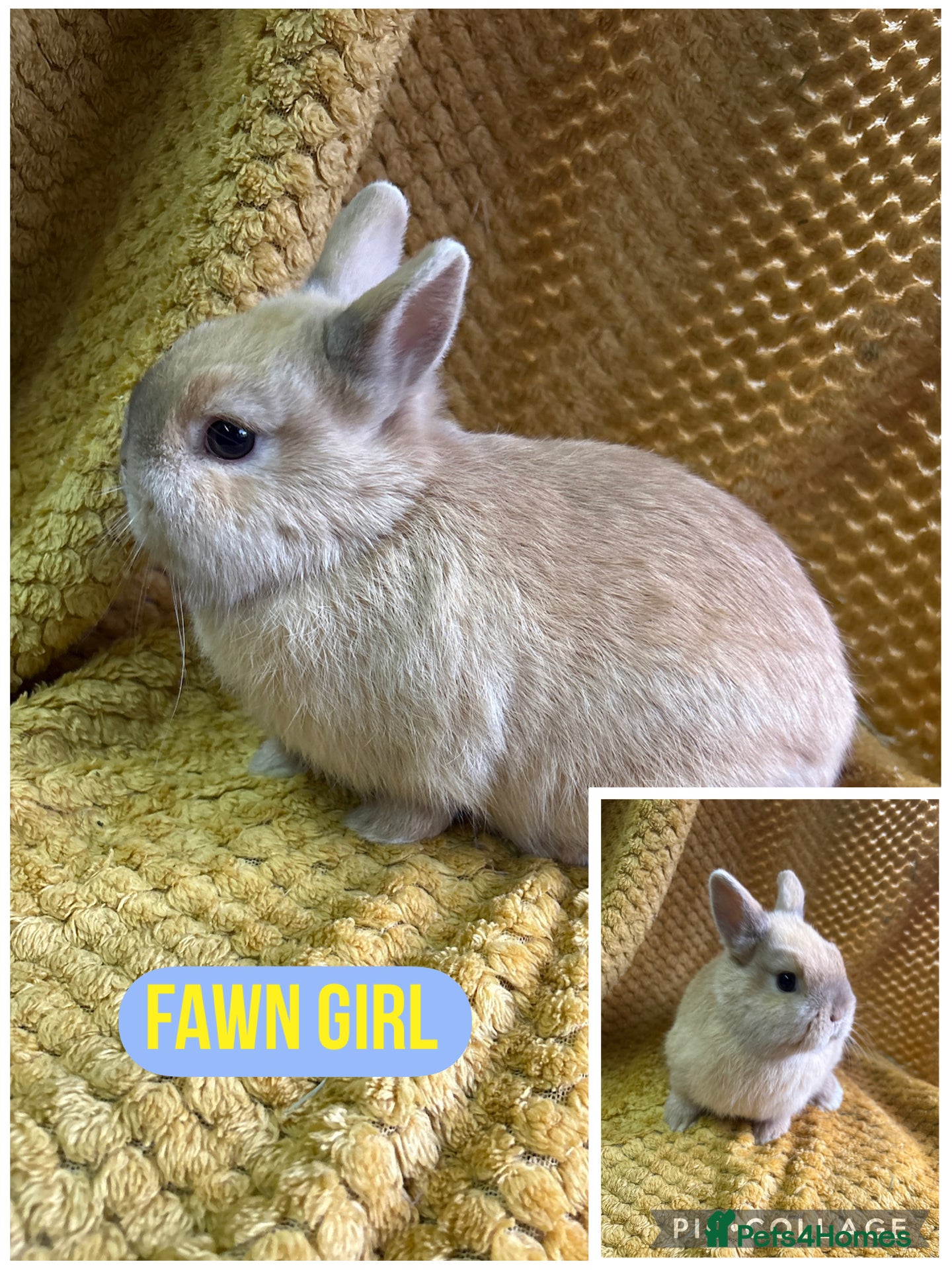 Netherland Dwarf rabbits Stunning Netherland dwarves  - Advert 9