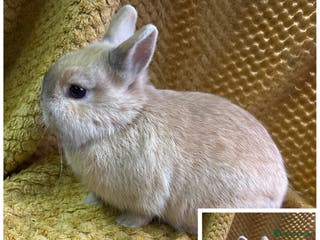 Netherland Dwarf rabbits Stunning Netherland dwarves - Advert 9