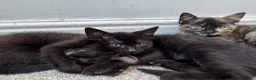 Mixed Breed cats for sale: BSH X Tabby adorable kittens - Advert 25