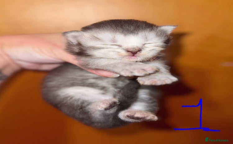 British Shorthair cats - Advert 1