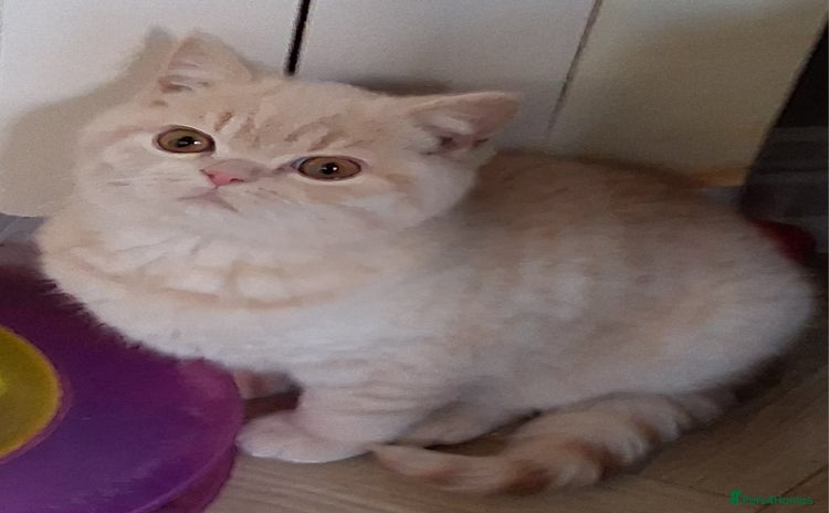 British Shorthair cats British Shorthair Boys - Advert 2