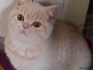 British Shorthair cats British Shorthair Boys - Advert 2