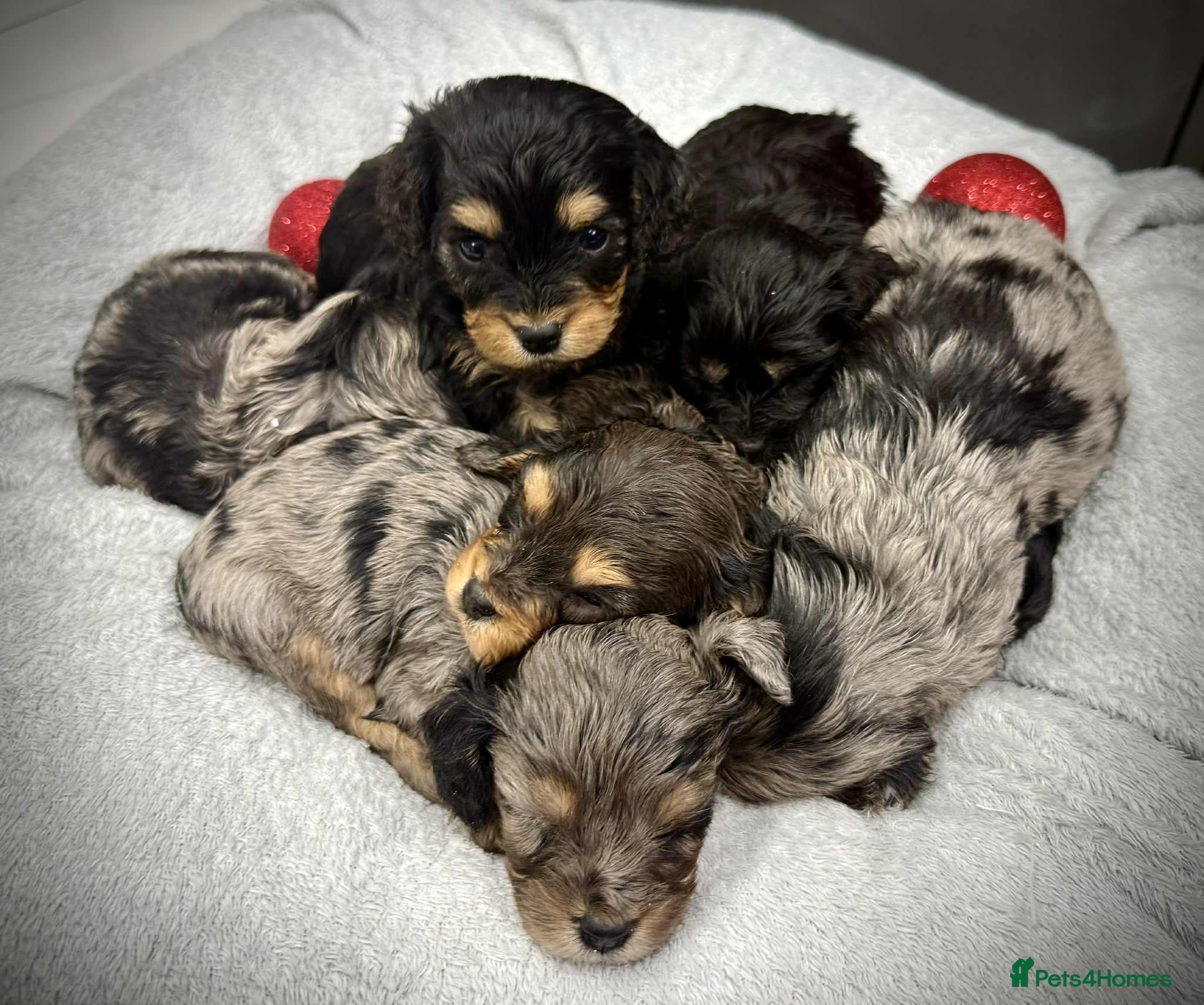 Cavapoo dogs ⭐ 1 Remaining F1 Cavapoo Girl, Health Tested⭐ - Advert 8