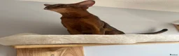Abyssinian cats for sale: Gorgeous Boy Jerry - Advert 5