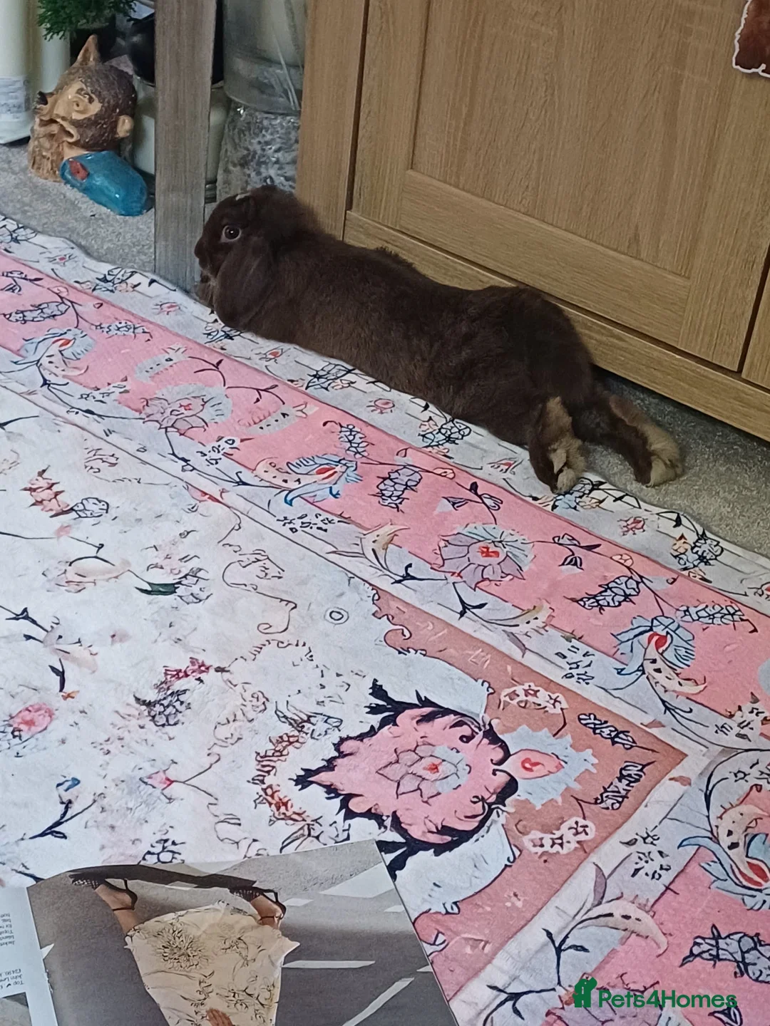 Dwarf Lop rabbits for sale: Absolutely gorgeous chocolate dwarf lop for sale🤎 - Advert 2