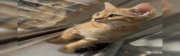 Mixed Breed cats for sale: STUNNING SCOTTISH BENGAL HYBRID KITTENS - Advert 8