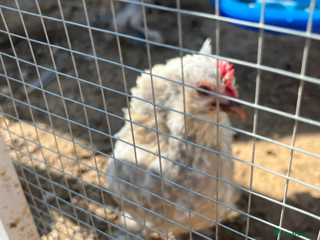 Mixed Breed poultry for sale: Selling Collection - Turkeys, Chickens and Quail - Advert 1