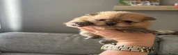 Pomeranian dogs for sale: Pomeranian puppies for sale - Advert 5