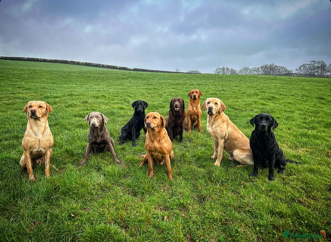 Labrador Retriever dogs for stud: Floki the FOX RED Labrador  in Holsworthy - Advert 7