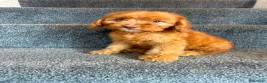 Cockapoo 4