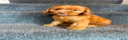 Cockapoo dogs for sale: Cockapoo puppies F1 READY NOW  - Advert 11