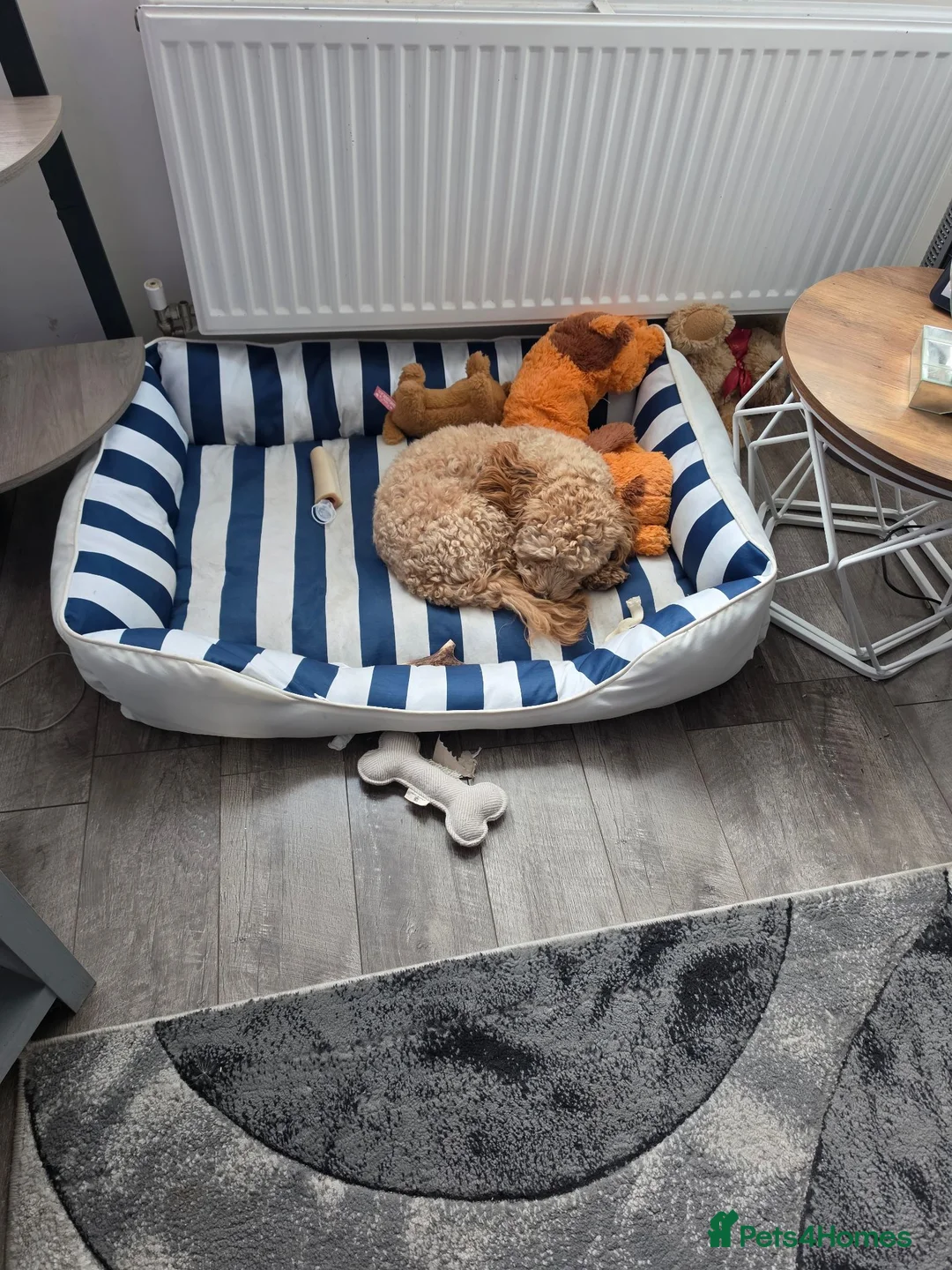 Mixed Breed dogs for sale: Male Cavapoochon in Wigan - Advert 2