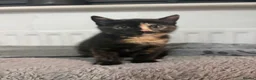 Mixed Breed cats for sale: Two little girls - Advert 9