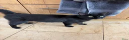 Mixed Breed cats for sale: Kittens for sale - Advert 10