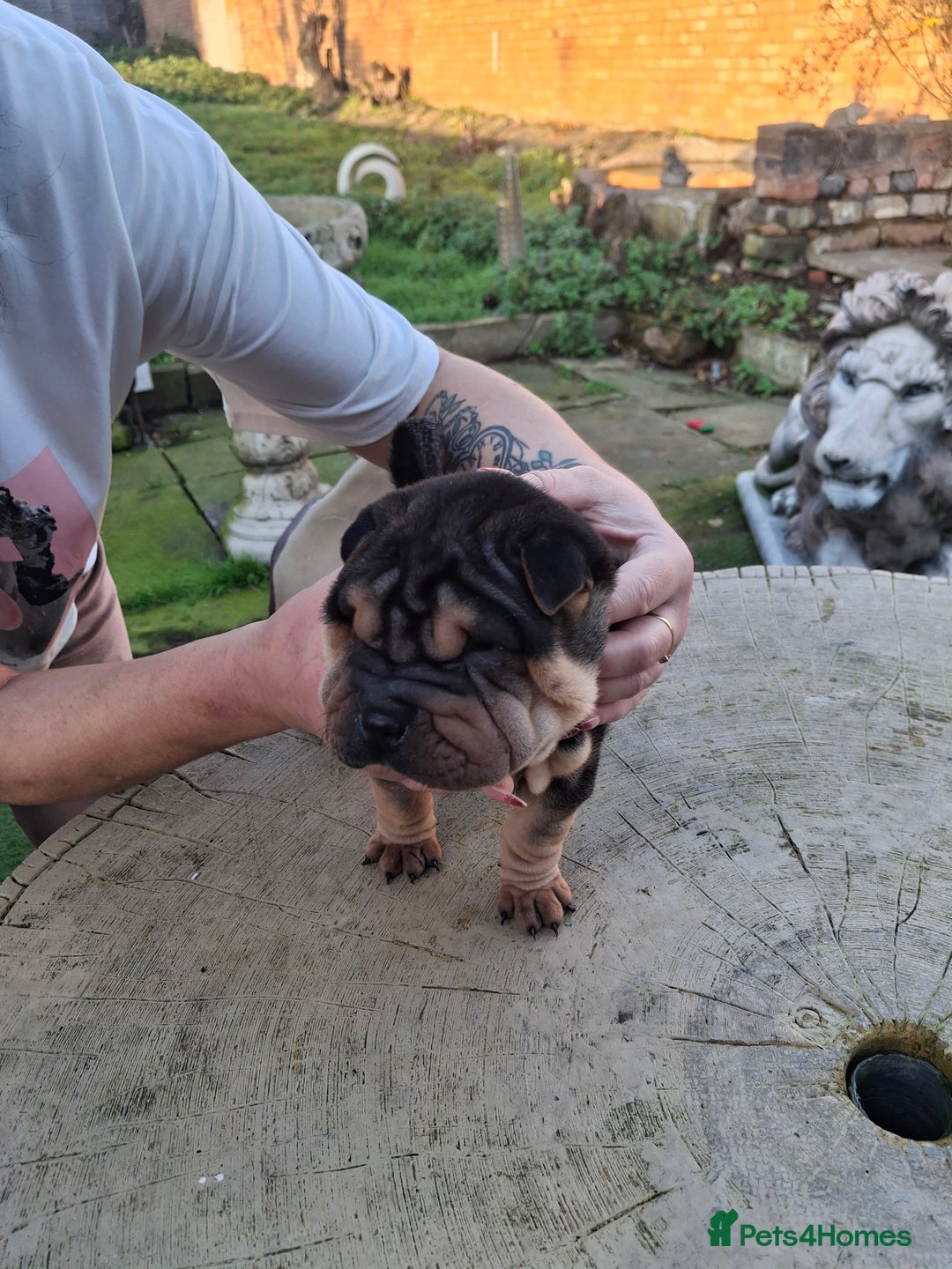 Shar Pei dogs for sale: Shar Pei Puppies 4 sale - Advert 4