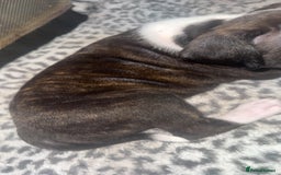 American Bull Staffy dogs for sale: American staffie puppies - Advert 19