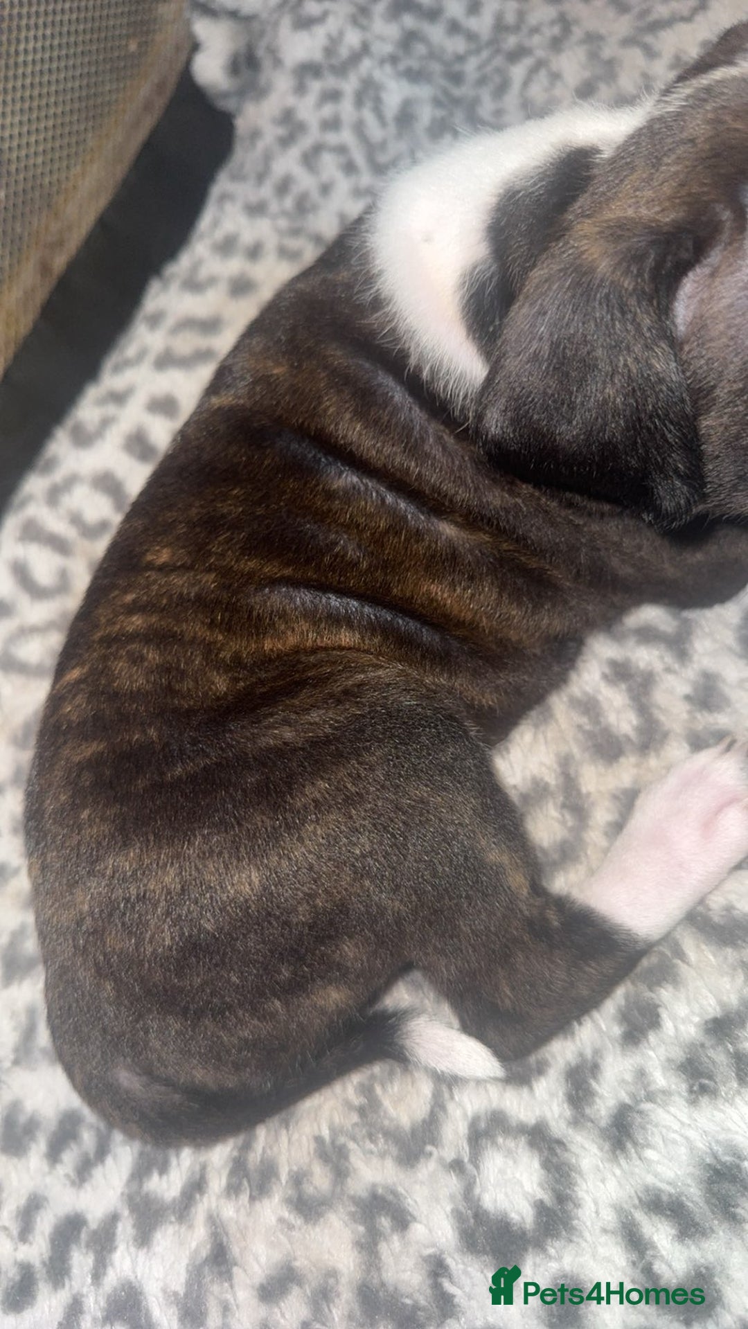 American Bull Staffy dogs for sale: American staffie puppies - Advert 19