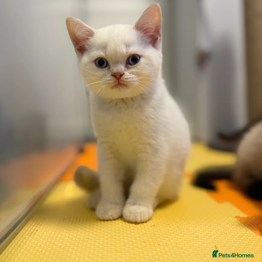 British Shorthair cats for sale: Stunning BSH Colourpoint Kitten GCCF Registered - Advert 7