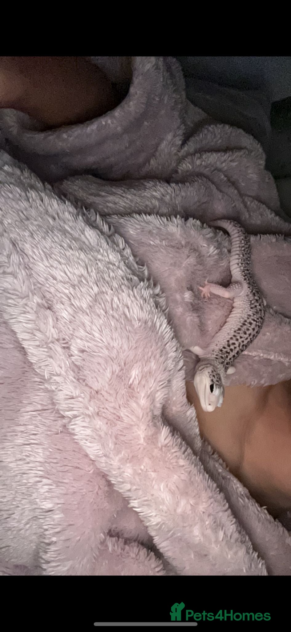 Leopard Gecko reptiles Leopard gecko  - Advert 2